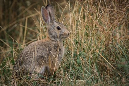 Campsite Bunny