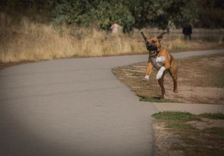 Dog Park Pup