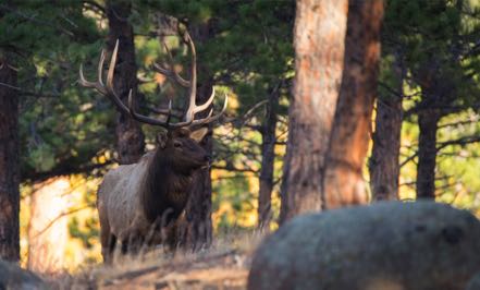 Herding Bull Elk