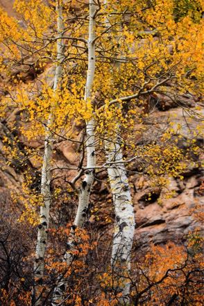 Aspens