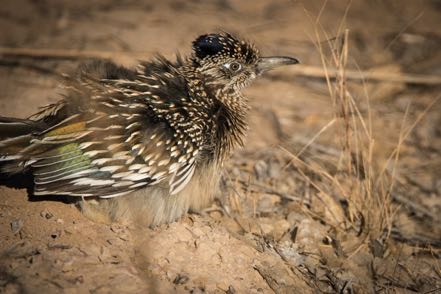 Roadrunner Profile