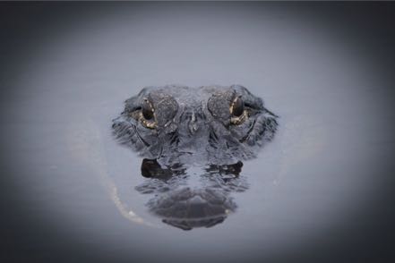 Alligator