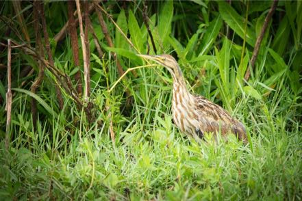 American Bittern