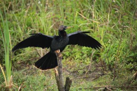 Anhinga