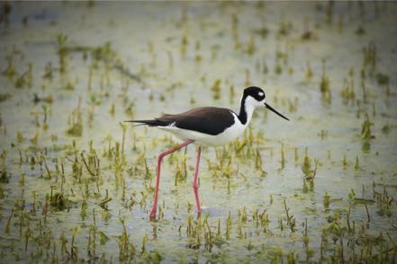 Black-Necked Stilt