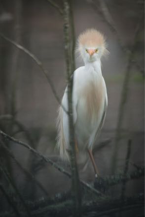 Cattle Egret