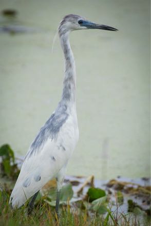 Immature Great Blue Heron