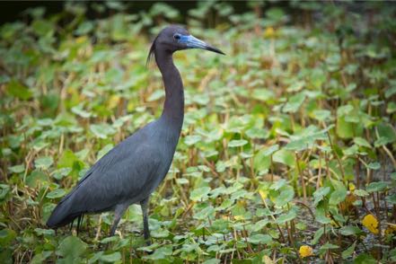 Little Blue Heron