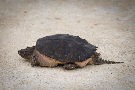 Snapping Turtle