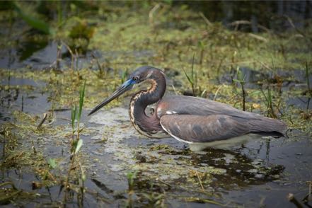 Tri-Colored Heron