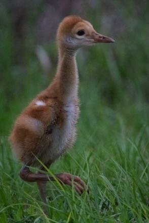 Baby Sandhill Crane