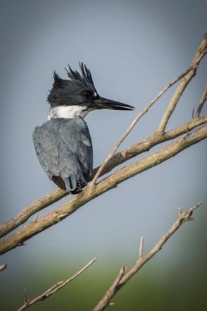 Belted Kingfisher