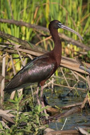 Glossy Ibis