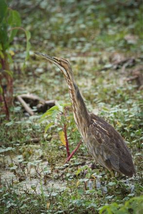 American Bittern