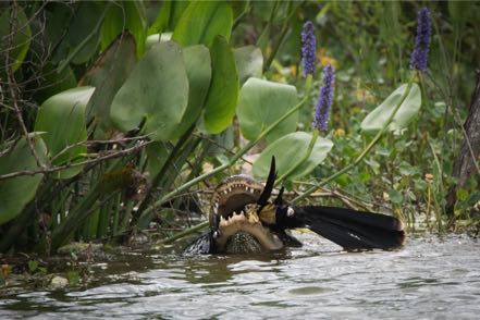 Anhinga-Chomping Gator