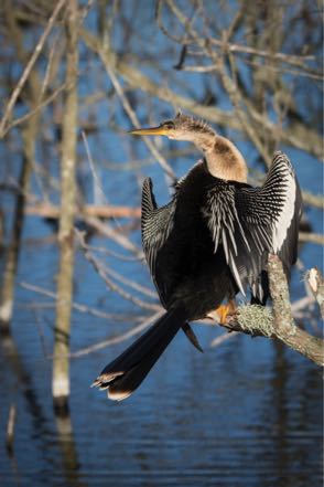 Anhinga