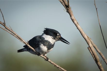 Belted Kingfisher