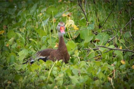 Black-Bellied Whistling Duck