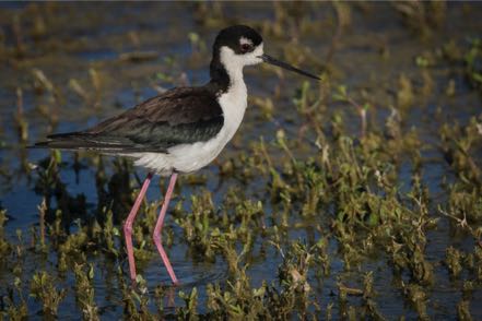 Black-Necked Stilt