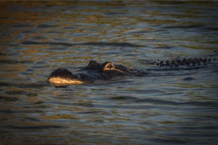 Cruising Gator