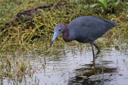 Eating Little Blue Heron