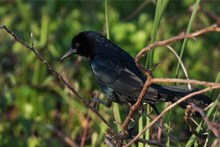 Fish Crow