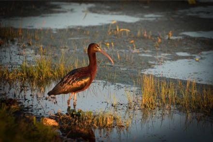 Glossy Ibis