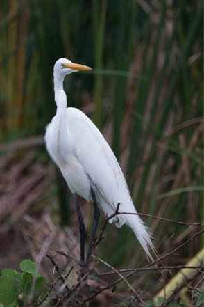 Great Egret