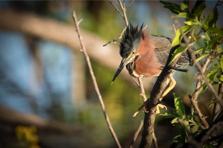 Little Green Heron