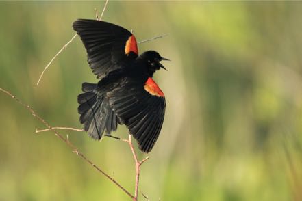 Red-Winged Blackbird