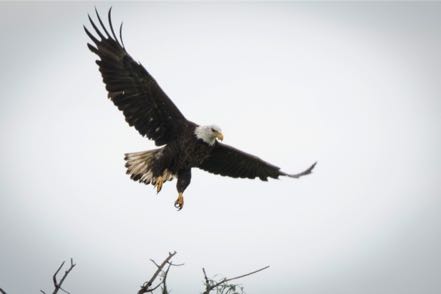 Soaring Bald Eagle