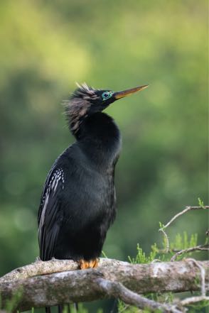 Cormorant