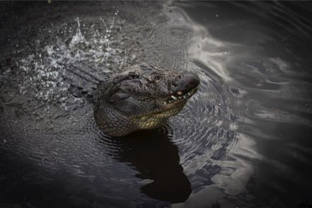 Gator