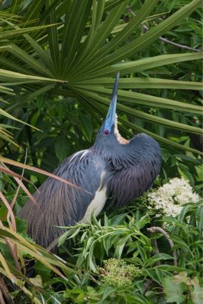 Tricolor Heron