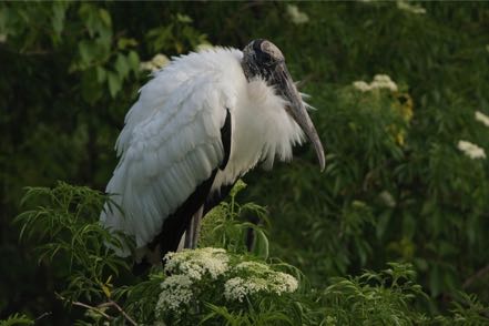 Wood Stork