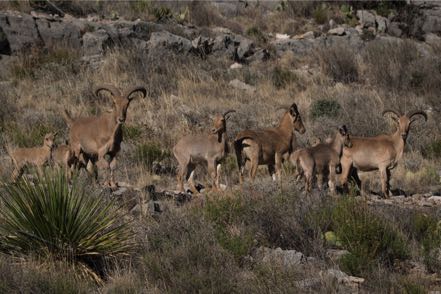 Bighorn Sheep Herd