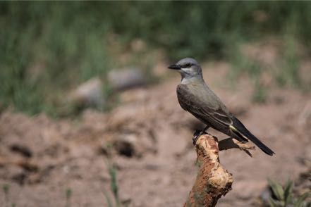 Flycatcher