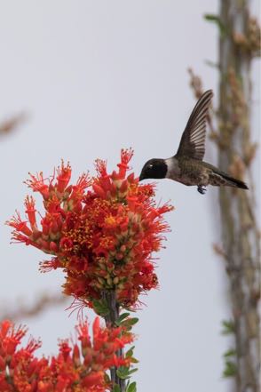 Hummer at Flowering Cactus