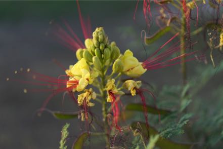 Mexican Paradise Plant