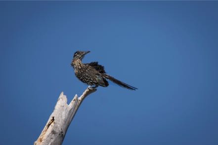 Resting Roadrunner