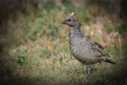 Scaled Quail