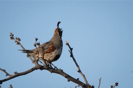 Calling Gambel's Quail