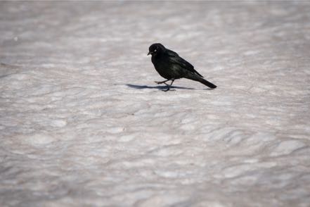 Brewer's Blackbird