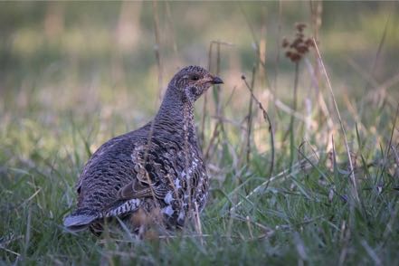 Dusky Grouse