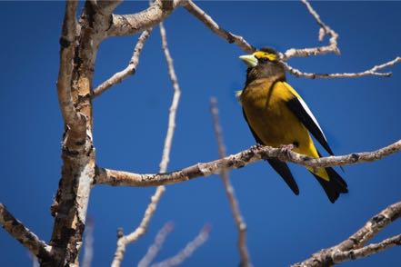 Evening Grosbeak