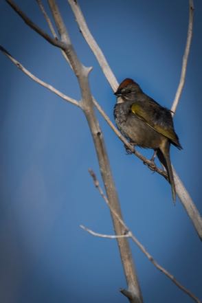 Green-Tailed Towee