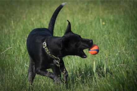 Jack and Ball