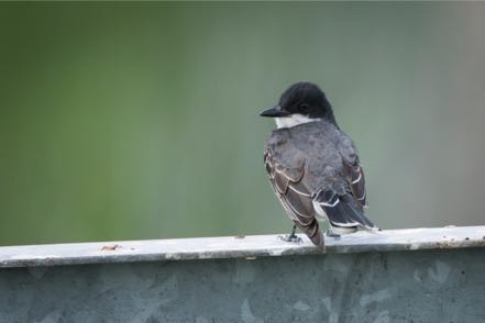 Eastern Kingbird