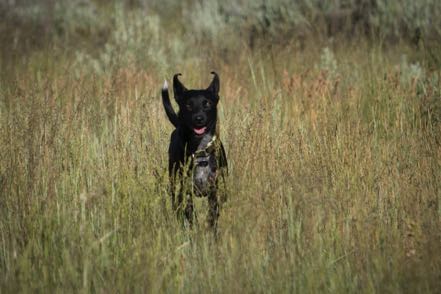 Jackson at Trail Creek