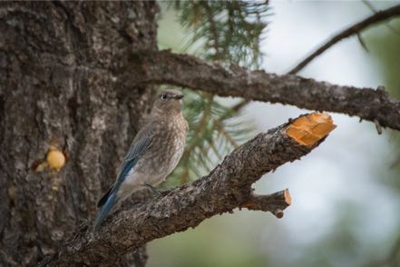 Female Mountain Bluebird